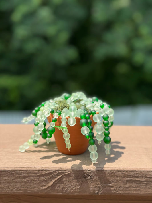 Beaded String of Pearls Plant – Mini Glass Bead Succulent That Shimmers in the Sun