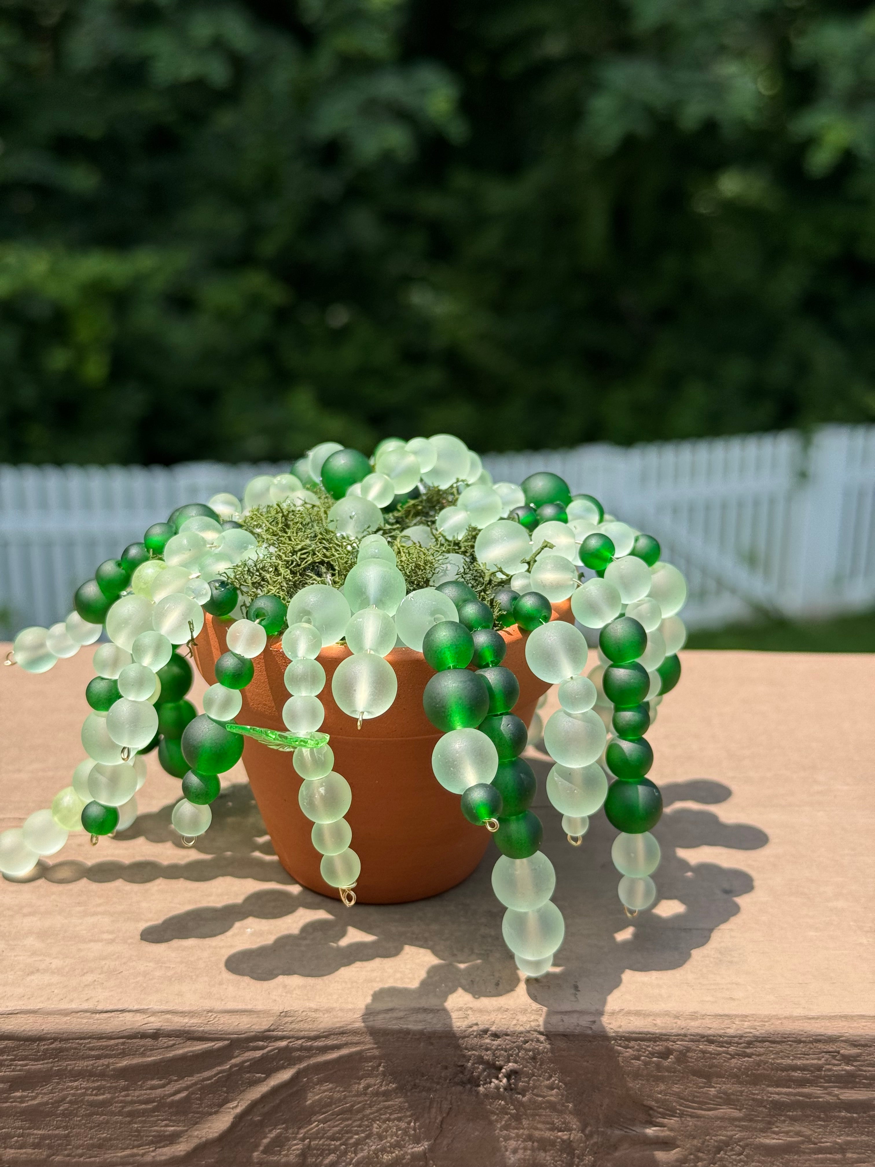 bead like succulent Beaded String of Pearls Plant – Mini Glass Bead Succulent That Shimmer – Riveting Crafts